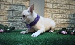 French Bulldog puppies-Nationwide Delivery Included