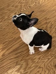 French Bulldog 5 month old Frenchie