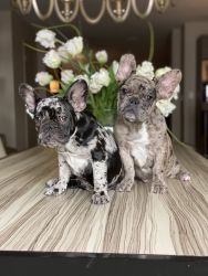 Beautiful pure bread blue Merle frenchie