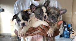 Three beautiful 8 week old puppies