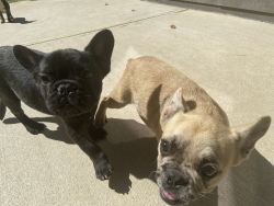 4 Month Old French Bulldogs