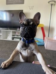 Drakeo ,5 month frenchie