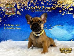 Sable Female French Bulldog