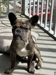 Young Frenchie (Merle & Brindle) to go asap