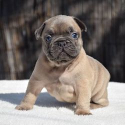 Cute Male and Female French Bulldog Puppies for a Lovely home