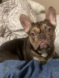 6 Month Old Male Exotic French Bulldog