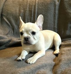 AKC REGISTERED L4 French bulldogs