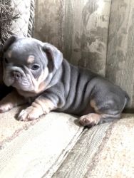 Gorgeous AKC registered lilac and tan French bulldog pups available