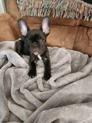 French Bulldog Puppy Available Now