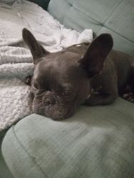Cutest Frenchie