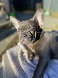 My name is Robin and I am selling a AKC French bulldog name is Star
