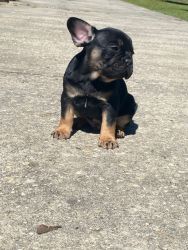 AKC registered male French Bulldogs