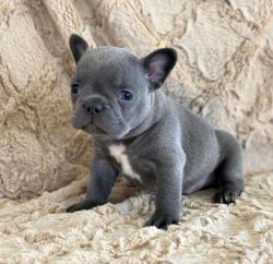 French Bulldog Puppy For Adoption.