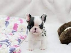 Mini French bulldogs