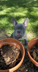 AKC Registered Lilac French Bulldogs