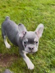 Fluffy French bulldogs with amazing temperament to good homes