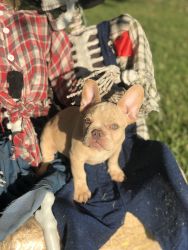 Cream + Quad Carrier Frenchie Males Available