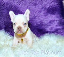 French bulldog puppies with AKC