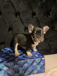 Micro Black and Tan Frenchie