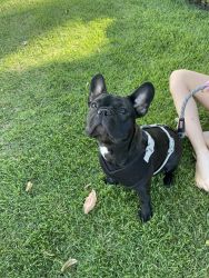French Bulldog Male 10 months old