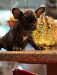French Bulldog With FULL AKC