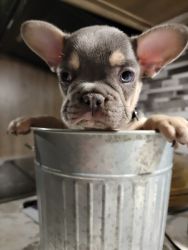 11 week old Frenchie