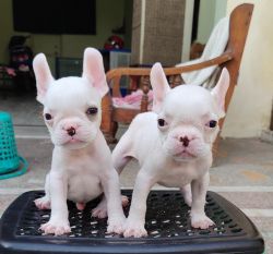 Top quality French Bulldog Pup's available