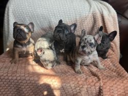 5 beauitul 7 week old french bulldogs