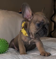 Awesome Frenchie Puppies