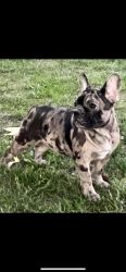 Exotic Color French Bulldog Puppies 16 Wks
