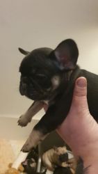 French puppy bulldog for sale classified