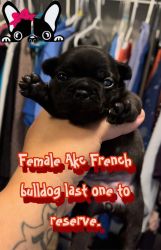 Akc Black brindle female French bulldog