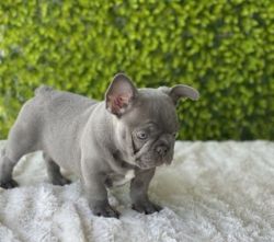 AKC quality French Bulldog Puppy for sale!!!