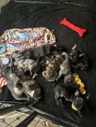 Selling French bulldogs