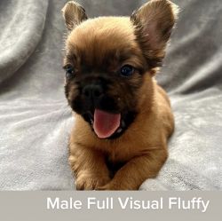 French bulldog puppies Full visual fluffies