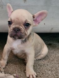French bulldog puppies available pure breed red fawn