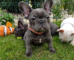 French Bulldog Puppies sale