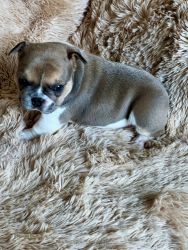 Adorable French Bulldogs looking for loving homes!