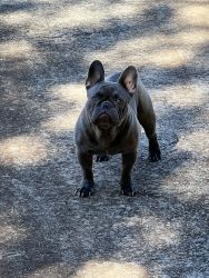 Lilac Frenchie 8 months old