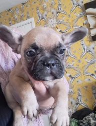 French bulldog furbabies ready for their new home