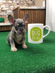 Frenchie 4 sale