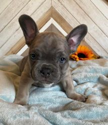 French Bulldog Puppies in the Houston Area