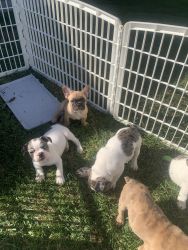 Frenchie’s for sale in Oxnard