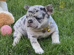 Harlow A9 week old female Frenchie puppy very playful family dog
