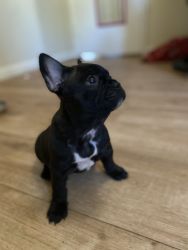 8 week old frenchies
