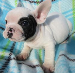 FRENCH BULLDOG PUPPIES AVAILABLE!