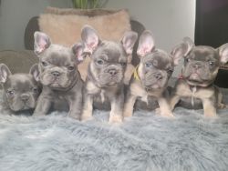 Lovable AKC Frenchie Puppies!