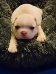 2 male French Bulldogs AKC Registered