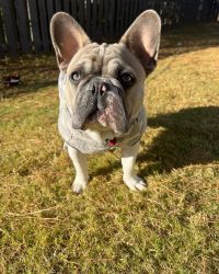 Frenchie that looking to be rehomed with a loving family who love dogs