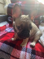 AKC FRENCH BULLDOG FOR NEW FUREVER HOME